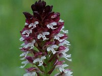 Neotinea ustulata 9, Aangebrande orchis, Saxifraga-Willem van Kruijsbergen