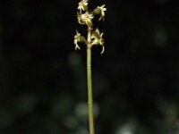 Neottia cordata 12, Kleine keverorchis, Saxifraga-Hans Dekker