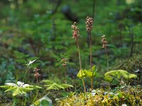 Neottia cordata 14, Kleine keverorchis, Saxifraga-Hans Dekker
