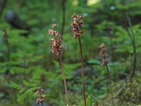 Neottia cordata 15, Kleine keverorchis, Saxifraga-Hans Dekker