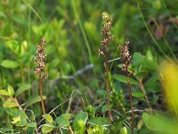 Neottia cordata 19, Kleine keverorchis, Saxifraga-Hans Dekker