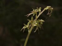 Neottia cordata 2, Kleine keverorchis, Saxifraga-Jan van der Straaten