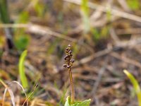 Neottia cordata 20, Kleine keverorchis, Saxifraga-Hans Dekker