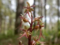 Neottia cordata 22, Kleine keverorchis, Saxifraga-Ed Stikvoort