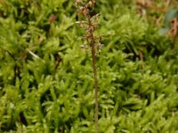 Neottia cordata 23, Kleine keverorchis, Saxifraga-Ed Stikvoort