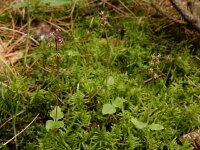 Neottia cordata 25, Kleine keverorchis, Saxifraga-Ed Stikvoort
