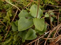 Neottia cordata 27, Kleine keverorchis, Saxifraga-Ed Stikvoort