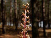 Neottia cordata 28, Kleine keverorchis, Saxifraga-Ed Stikvoort