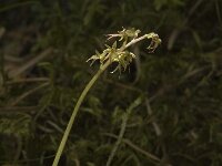 Neottia cordata 3, Kleine keverorchis, Saxifraga-Jan van der Straaten