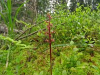 Neottia cordata 42, Kleine keverorchis, Saxifraga-Hans Grotenhuis