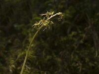 Neottia cordata 5, Kleine keverorchis, Saxifraga-Marijke Verhagen