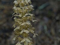 Neottia nidus-avis 10, Vogelnestje, Saxifraga-Willem van Kruijsbergen