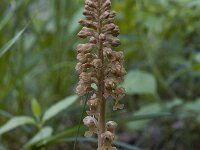 Neottia nidus-avis 13, Vogelnestje, Saxifraga-Marijke Verhagen