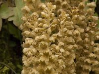 Neottia nidus-avis 14, Vogelnestje, Saxifraga-Jan van der Straaten