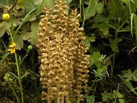 Neottia nidus-avis 15, Vogelnestje, Saxifraga-Marijke Verhagen