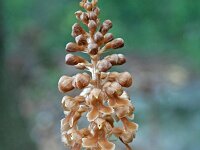 Neottia nidus-avis 17, Vogelnestje, Saxifraga-Jeroen Willemsen