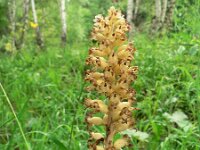 Neottia nidus-avis 18, Vogelnestje, Saxifraga-Jan Willem Jongepier