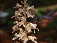 Neottia nidus-avis 19, Vogelnestje, Saxifraga-Hans Dekker