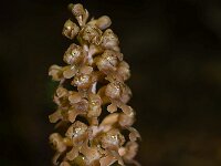 Neottia nidus-avis 21, Vogelnestje, Saxifraga-Ed Stikvoort