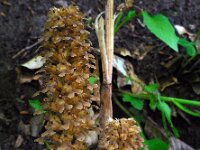 Neottia nidus-avis 22, Vogelnestje, Saxifraga-Ed Stikvoort