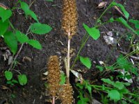 Neottia nidus-avis 23, Vogelnestje, Saxifraga-Ed Stikvoort