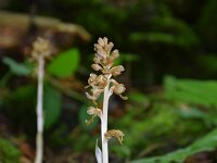 Neottia nidus-avis 25, Vogelnestje, Saxifraga-Simone van Velzen