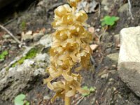 Neottia nidus-avis 26, Vogelnestje, Saxifraga-Rutger Barendse