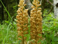 Neottia nidus-avis 28, Vogelnestje, Saxifraga-Rutger Barendse