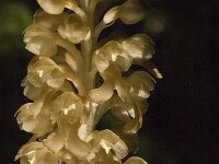 Neottia nidus-avis 3, Vogelnestje, Saxifraga-Jan van der Straaten