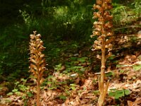 Neottia nidus-avis 30, Vogelnestje, Saxifraga-Ed Stikvoort