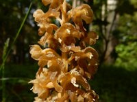 Neottia nidus-avis 31, Vogelnestje, Saxifraga-Ed Stikvoort