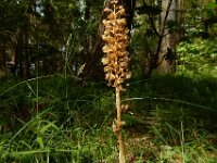 Neottia nidus-avis 32, Vogelnestje, Saxifraga-Ed Stikvoort
