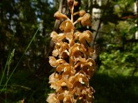 Neottia nidus-avis 33, Vogelnestje, Saxifraga-Ed Stikvoort