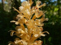 Neottia nidus-avis 35, Vogelnestje, Saxifraga-Ed Stikvoort