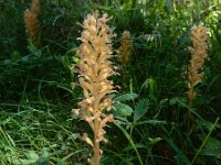 Neottia nidus-avis 36, Vogelnestje, Saxifraga-Ed Stikvoort