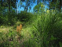 Neottia nidus-avis 39, Vogelnestje, Saxifraga-Hans Dekker