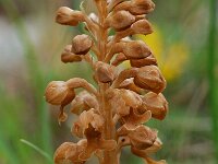 Neottia nidus-avis 4, Vogelnestje, Saxifraga-Willem van Kruijsbergen