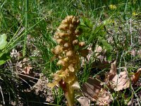 Neottia nidus-avis 54, Vogelnestje, Saxifraga-Hans Grotenhuis
