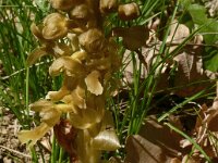 Neottia nidus-avis 55, Vogelnestje, Saxifraga-Hans Grotenhuis