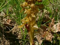 Neottia nidus-avis 56, Vogelnestje, Saxifraga-Hans Grotenhuis