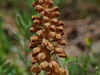 Neottia nidus-avis 6, Vogelnestje, Saxifraga-Willem van Kruijsbergen