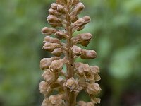 Neottia nidus-avis 7, Vogelnestje, Saxifraga-Marijke Verhagen