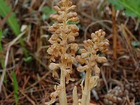 Neottia nidus-avis 8, Vogelnestje, Saxifraga-Willem van Kruijsbergen