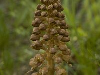 Neottia nidus-avis 9, Vogelnestje, Saxifraga-Marijke Verhagen