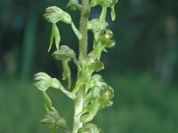 Neottia ovata 10, Grote keverorchis, Saxifraga-Hans Dekker