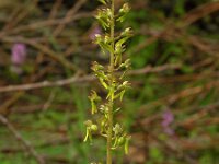 Neottia ovata 11, Grote keverorchis, Saxifraga-Hans Dekker
