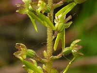 Neottia ovata 12, Grote keverorchis, Saxifraga-Hans Dekker