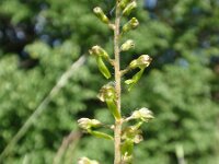 Neottia ovata 13, Grote keverorchis, Saxifraga-Jan Willem Jongepier