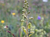 Neottia ovata 14, Grote keverorchis, Saxifraga-Jeroen Willemsen