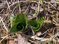 Neottia ovata 15, Grote keverorchis, Saxifraga-Hans Dekker